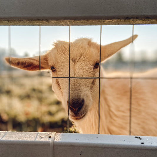 white goat